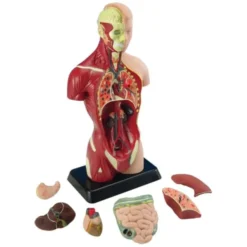Anatomiemodell Torso
