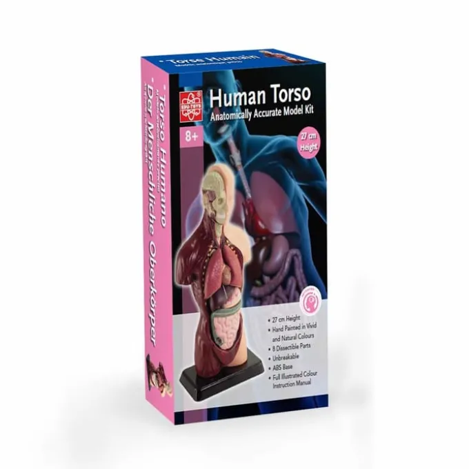 Anatomiemodell Torso