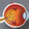 Anatomie Querschnitt - Auge