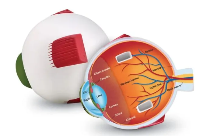 Anatomie Querschnitt - Auge