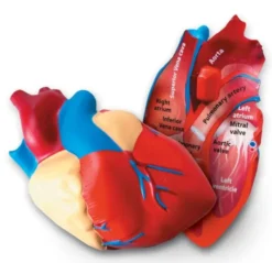 Anatomie Querschnitt - Herz
