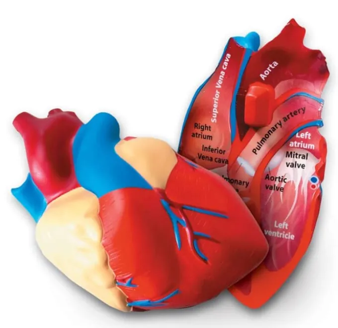Anatomie Querschnitt - Herz