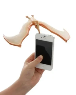 Balanciervogel Flugechse Pteranodon