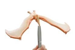 Balanciervogel Flugechse Pteranodon