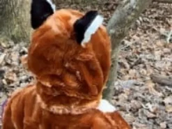 Fuchs, 1-4 Jahre