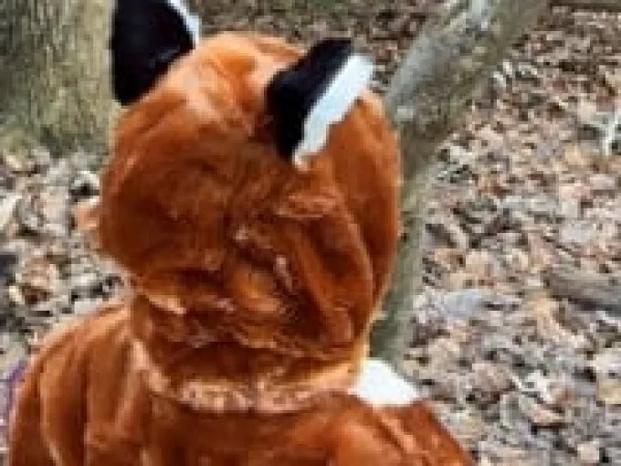 Fuchs, 1-4 Jahre