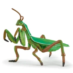 Gottesanbeterin (L: 10 cm)