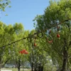 2-i-1 Ninja Slackline Kit