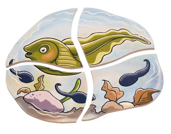 Lagenpuzzle - Frosch