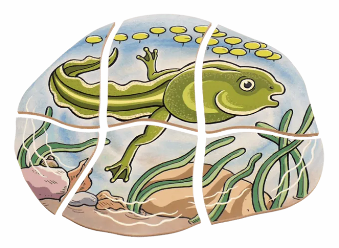 Lagenpuzzle - Frosch