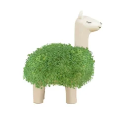 Lama Pflanzgefäß mit Chia-Samen