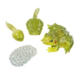 Lebenszyklus: Vom Ei zur Amphibie - Frosch