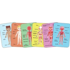 Magnetisches Puzzle - Der menschliche Körper