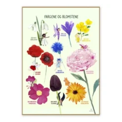 Poster 50 x 70 cm - Die Blumen und die Farben