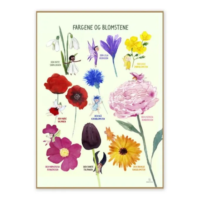 Poster 50 x 70 cm - Die Blumen und die Farben
