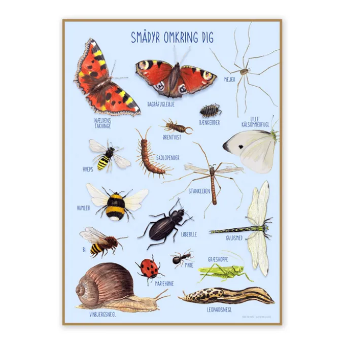 Poster 50 x 70 cm - Kleine Tiere in der Natur