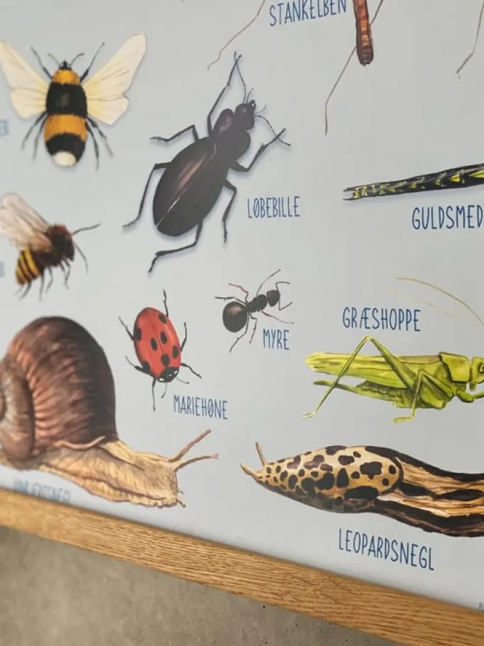 Poster 50 x 70 cm - Kleine Tiere in der Natur