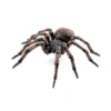 Spinne (L: 6,3 cm)