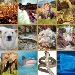 Taschenlampenprojektor - Gefährliche Tiere