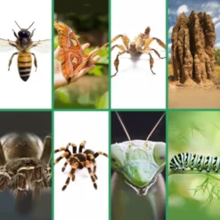 Taschenlampenprojektor - Insekten