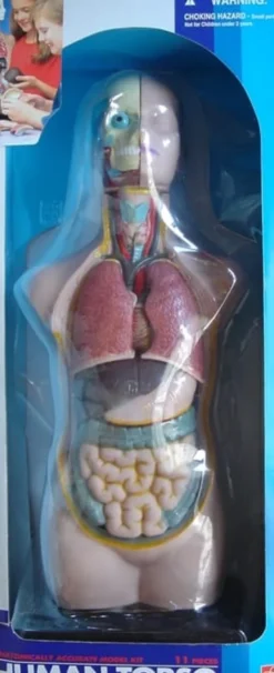 Torso - geöffneter Menschenkörper, 50 cm